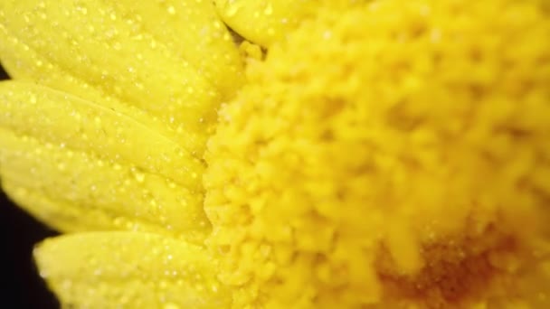 黄花黄花在旋转时被水滴覆盖的黄花的宏图 — 图库视频影像