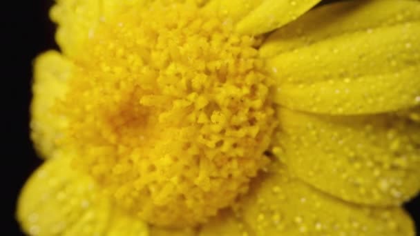 从上往下看一朵黄色的花 在黑色的背景上被隔离 在宏观缩放中被捕获 — 图库视频影像