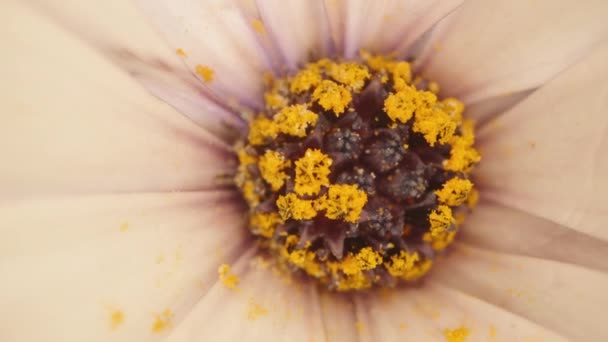 Κίτρινη Γύρη Μέσα Μωβ Λουλούδι Ακραία Περιστροφή — Αρχείο Βίντεο
