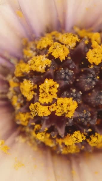 Żółty Pyłek Wewnątrz Purpurowego Kwiatu Ekstremalna Rotacja Makro Pionowe Wideo — Wideo stockowe