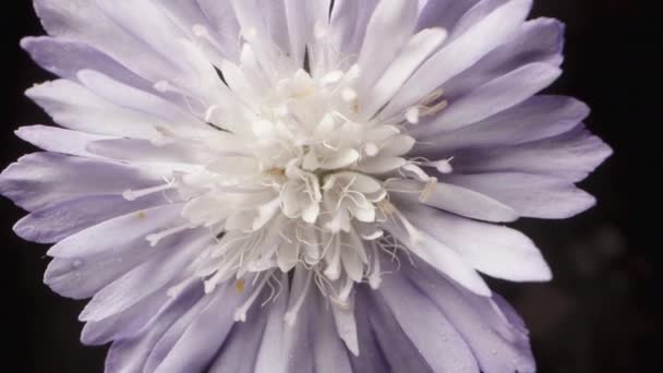 白い茎が付いているライラック色のカモミールの花は黒い背景で回ります マクロ — ストック動画