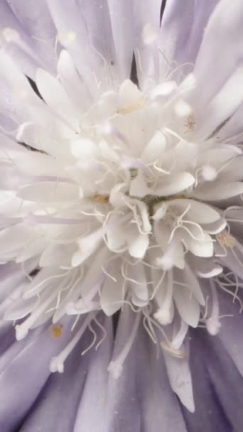 具有白色雄蕊的丁香色洋甘菊花在黑色的背景上旋转 垂直录像 — 图库视频影像