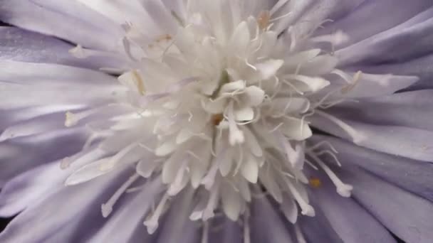 Ένα Μωβ Λουλούδι Καλαμποκιού Λευκούς Στήμονες Περιστρέφεται Μαύρο Φόντο Και — Αρχείο Βίντεο