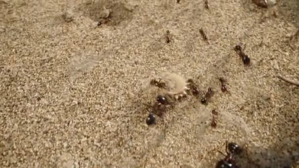 Presencie Increíble Trabajo Equipo Una Colonia Hormigas Mientras Trabajan Juntas — Vídeos de Stock