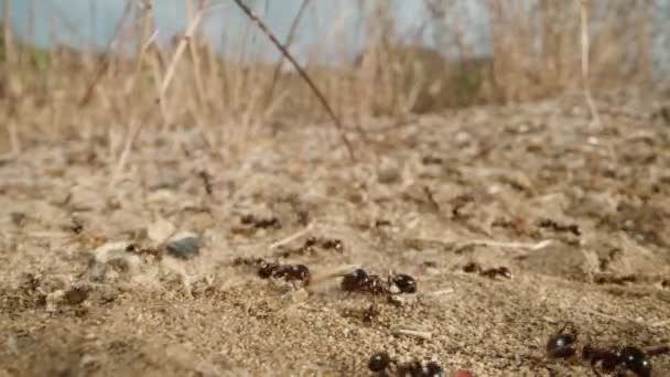 Een Zonnige Dag Woestijn Een Mierenkolonie Draagt Stokken Hun Mierenhoop — Stockvideo