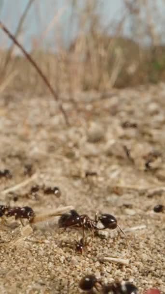 在沙漠里的一个阳光明媚的日子里 一个蚂蚁群正把树枝抬进它们的蚁丘 多莉滑行极端特写 垂直录像 — 图库视频影像