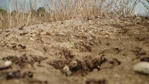 Honderden Mieren Dragen Droge Bloemen Kleven Aan Hun Huis Spannende — Stockvideo