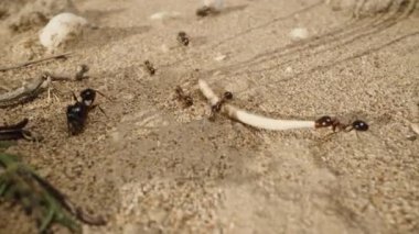 Kuru çiçekleri taşıyan ve evlerine yapışan karıncaların titiz çalışmaları hayranlığa değer bir görüntüdür..