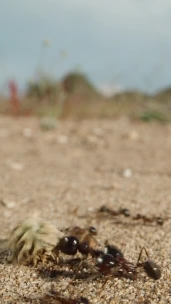Μέσω Των Τοπίων Της Ερήμου Ένα Μυρμήγκι Υπερνικά Εμπόδια Ενώ — Αρχείο Βίντεο