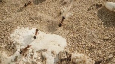 Karıncalar kumda düzenli bir şekilde ileri geri koşuyor. Kamera hızla uzaklaşır ve uzaklaşır. süper makro.