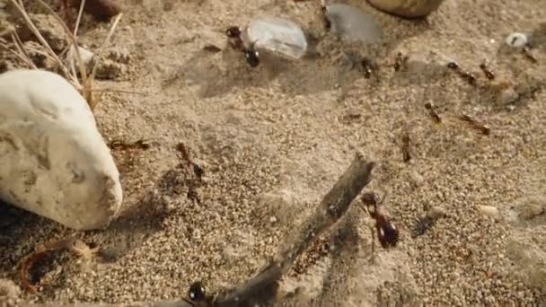 Kamera Membawa Anda Dalam Perjalanan Dengan Semut Menangkap Secara Rinci — Stok Video