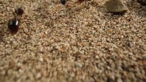 Las Hormigas Van Vienen Una Columna Ordenada Sobre Arena Cámara — Vídeos de Stock