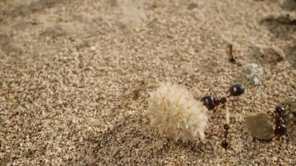 一只蚂蚁把一朵大而干枯的花拿走了 正忙着用它的全部力量把它带走 而摄像机则在超级宏观上跟踪着它们 — 图库视频影像