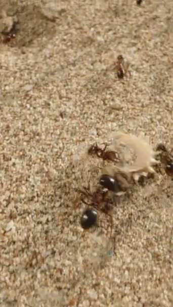 Witness Incredible Teamwork Colony Ants Work Together Bring Dry Flowers — Stock Video