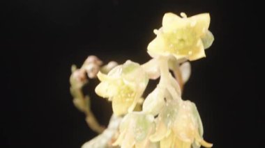 Çeşitli türde ev içi kaktüsleri ve siyah arka planda sarı çiçekli sulu kaktüsler. Dolly kaydırıcı aşırı yakın çekim.