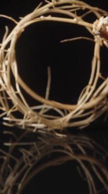 Avokado ağacı tohumdan filizlendi, siyah bir zemin üzerinde yatıyor ve kamera içinden geçiyor. Dolly Slider aşırı yakın çekim. Dikey video.