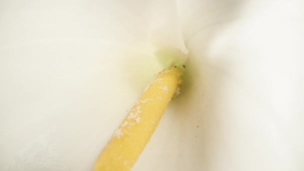 Kamera Powoli Oddala Się Białego Kwiatu Calli Spoczywającego Czarnym Szklanym — Wideo stockowe