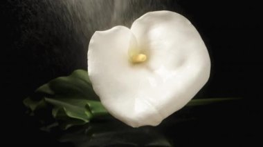Siyah arka planda büyük yeşil yapraklı bir Calla çiçeği üzerine su püskürtülüyor ve damlacıklar yavaş çekimde dökülüyor..