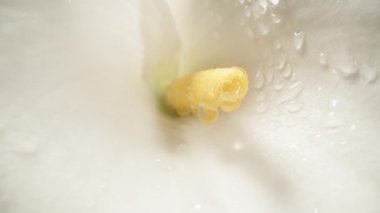 Su damlacıkları beyaz Calla çiçeğinden yuvarlanırken kamera geriye doğru hareket ediyor, siyah bir arkaplana doğru. Makro çekim.