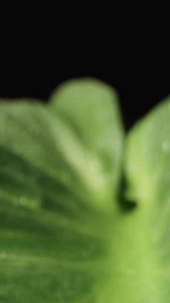 水滴が付いた緑色のカラの葉 カメラはすぐに黒い背景に対して表面に沿って後ろに移動します マクロ ビデオ — ストック動画