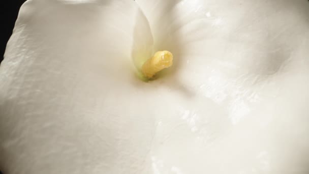 Zbliżenie Białego Kwiatu Calla Skupiającego Się Żółtym Spadiksie Krople Wody — Wideo stockowe