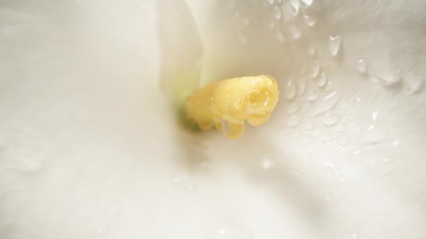 Krople Wody Opadają Białego Kwiatu Calla Gdy Kamera Cofa Się — Wideo stockowe
