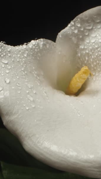Biały Kwiat Calla Odizolowany Czarnym Tle Kroplami Wody Kapie Niego — Wideo stockowe