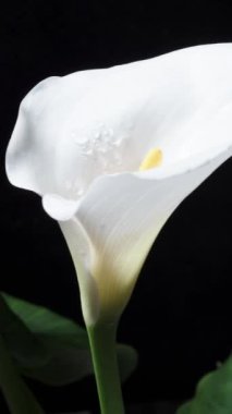 Siyah arka planda bir buket beyaz Calla Lily çiçeği, bir tanesi dönüyor. Dikey video.