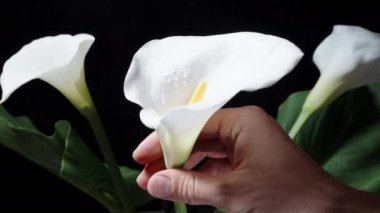 Siyah arka planda bir buket beyaz Calla Lily çiçeği. Birini elime aldım ve güzelliğine hayran kalarak onu elime aldım..