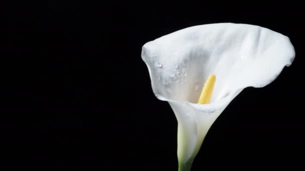Biały Kwiat Lilii Calla Obraca Się Czarnym Tle Odizolowany Zbliżeniu — Wideo stockowe