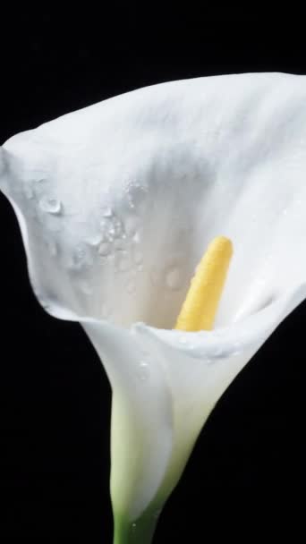 Beyaz Calla Lily Çiçeği Siyah Arka Planda Döner Yakın Planda — Stok video