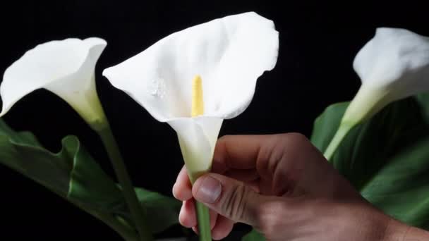Wiruję Białym Kwiatem Calla Dłoni Czarnym Tle Pośród Innych Kwiatów — Wideo stockowe