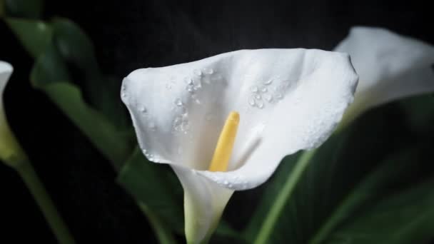 Zwolnionym Tempie Biały Kwiat Calla Wdziękiem Obraca Się Wśród Innych — Wideo stockowe