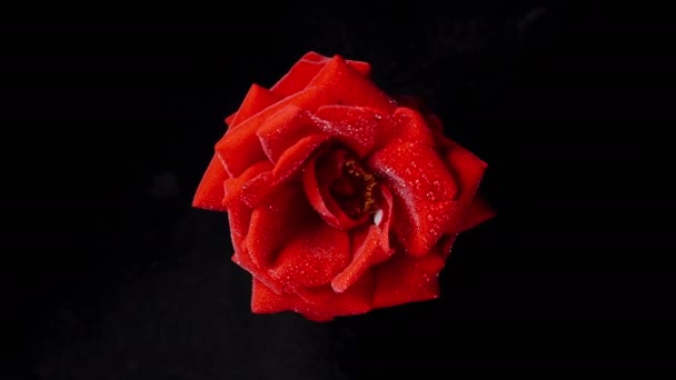Червона Троянда Краплі Води Обертається Чорному Тлі Видно Зверху Ізольовано — стокове відео
