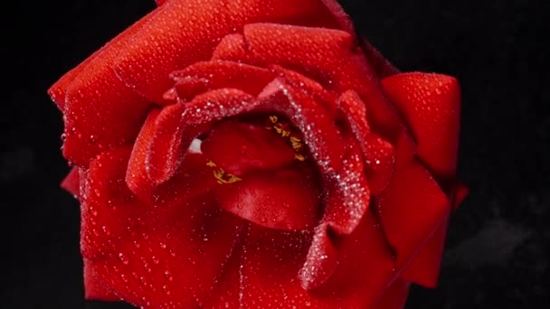 Red Rose Water Droplets Rotates Black Background Seen Isolated Close — Stock Video