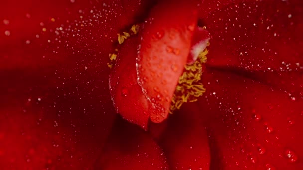 Makro Pořízeno Uvnitř Červené Růže Otáčí Kamera Zaměřuje Kapky Vody — Stock video