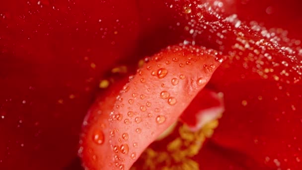 红色的玫瑰在水滴中 宏观旋转 花瓣内 — 图库视频影像
