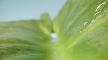 Kamera bir Calla yaprağının üzerinde süzülür, mavi gökyüzüne doğru, makro kayma.