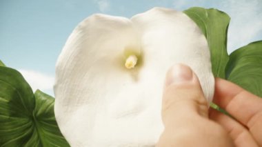 Mavi gökyüzü ve yeşil yaprakların arkaplanına yakın planda beyaz Calla çiçeğine dokunuyorum..