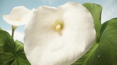 Rüzgarda sallanan Calla çiçekleri mavi gökyüzünün arka planında, yakın planda.