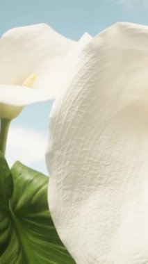 Rüzgarda sallanan Calla çiçekleri mavi gökyüzünün arka planında, yakın planda.