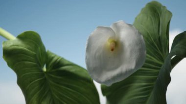 İki yapraklı beyaz Calla çiçeği, mavi gökyüzünün arka planına karşı gün ışığında parıldıyor. Dönüşümlü olarak gölgeye doğru hareket ediyor ve ışığa doğru yeniden beliriyor..