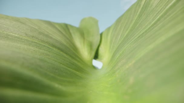 青い空に向かってカラの花からの緑の葉 ドリースライダー極端なクローズアップ — ストック動画