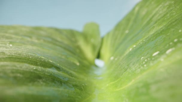 Zielony Liść Wodnymi Kropelkami Calla Kwiatu Przeciw Błękitnym Niebem Dolly — Wideo stockowe