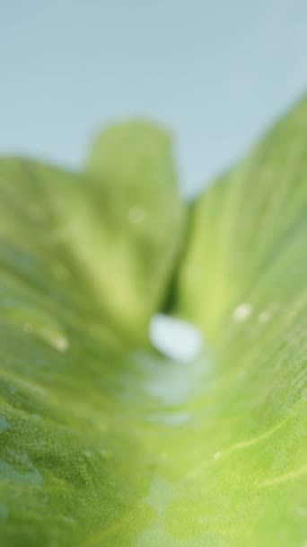 Зеленый Лист Капельками Воды Цветка Калла Против Голубого Неба Крайний — стоковое видео