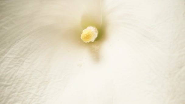 Dotykam Spadix Kwiatu Calla Tle Błękitnego Nieba Dolly Suwak Ekstremalne — Wideo stockowe