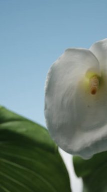 İki yapraklı beyaz Calla çiçeği, mavi gökyüzünün arka planına karşı gün ışığında parıldıyor. Dönüşümlü olarak gölgeye doğru hareket ediyor ve ışığa doğru yeniden beliriyor..