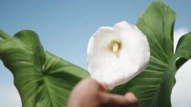 Mavi gökyüzünün arka planında iki yaprakla beyaz Calla çiçeğine dokunuyorum..