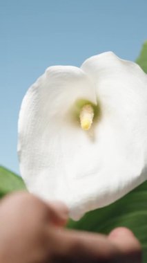 Mavi gökyüzünün arka planında iki yaprakla beyaz Calla çiçeğine dokunuyorum..