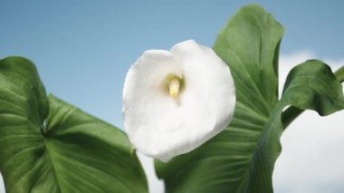 Mavi gökyüzünün arka planında iki yapraklı beyaz bir Calla çiçeğinin panoramik görüntüsü..